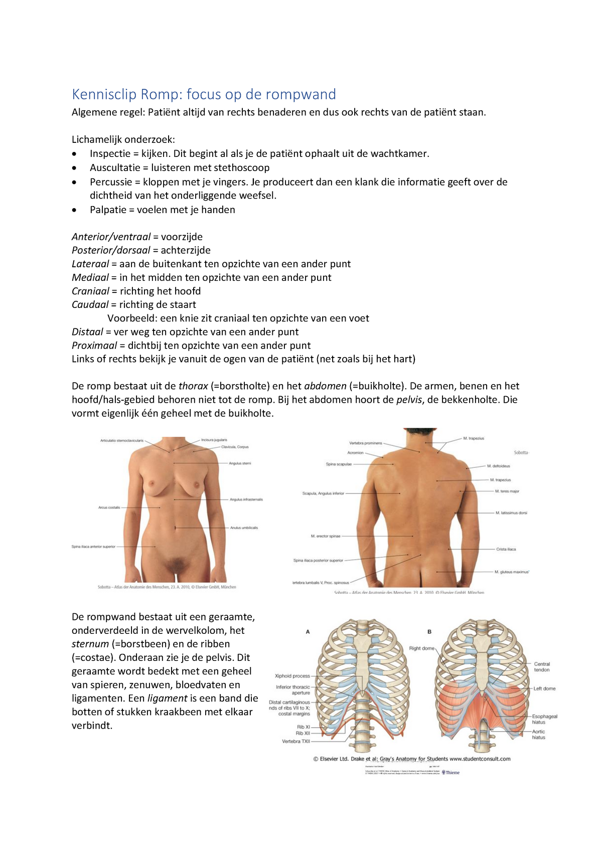 ZSO Voorbereiding PR Anatomie Romp - Kennisclip Romp: Focus Op De ...