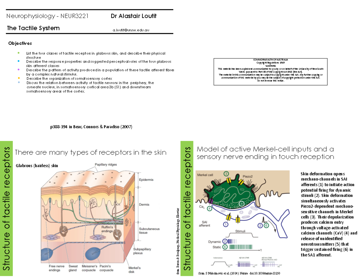5 Lecture 5 Notes Objectives List the four classes of tactile