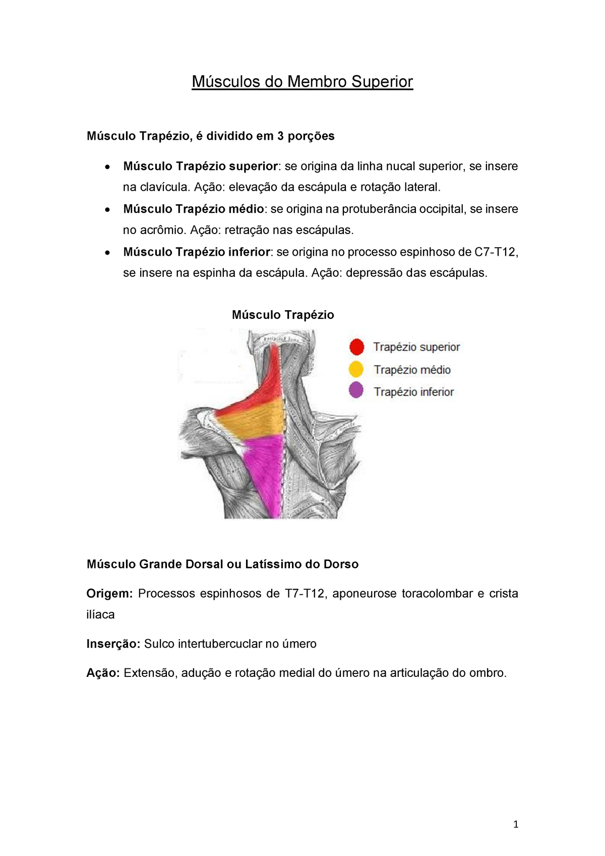 Músculos do Membro Superior - Músculos do Membro Superior Músculo Trapézio,  é dividido em 3 porções - Studocu