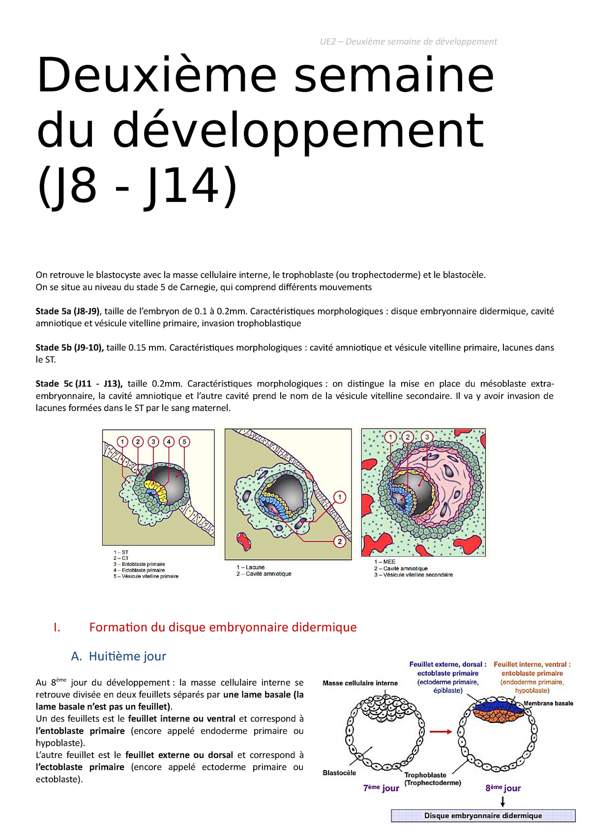 Deuxième Semaine De Développement 1 Ue2 Deuxième Semaine De Développement Deuxième Semaine 