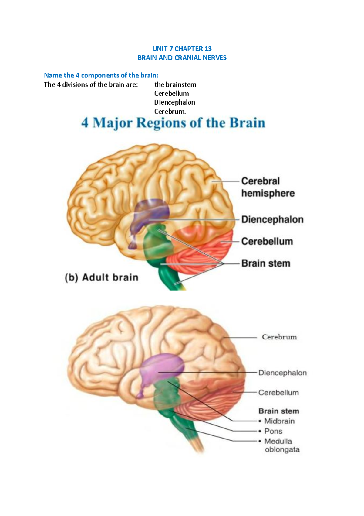 unit-7-chapter-13-rozanne-dasappa-lecture-unit-7-chapter-13-brain-and-cranial-nerves-name