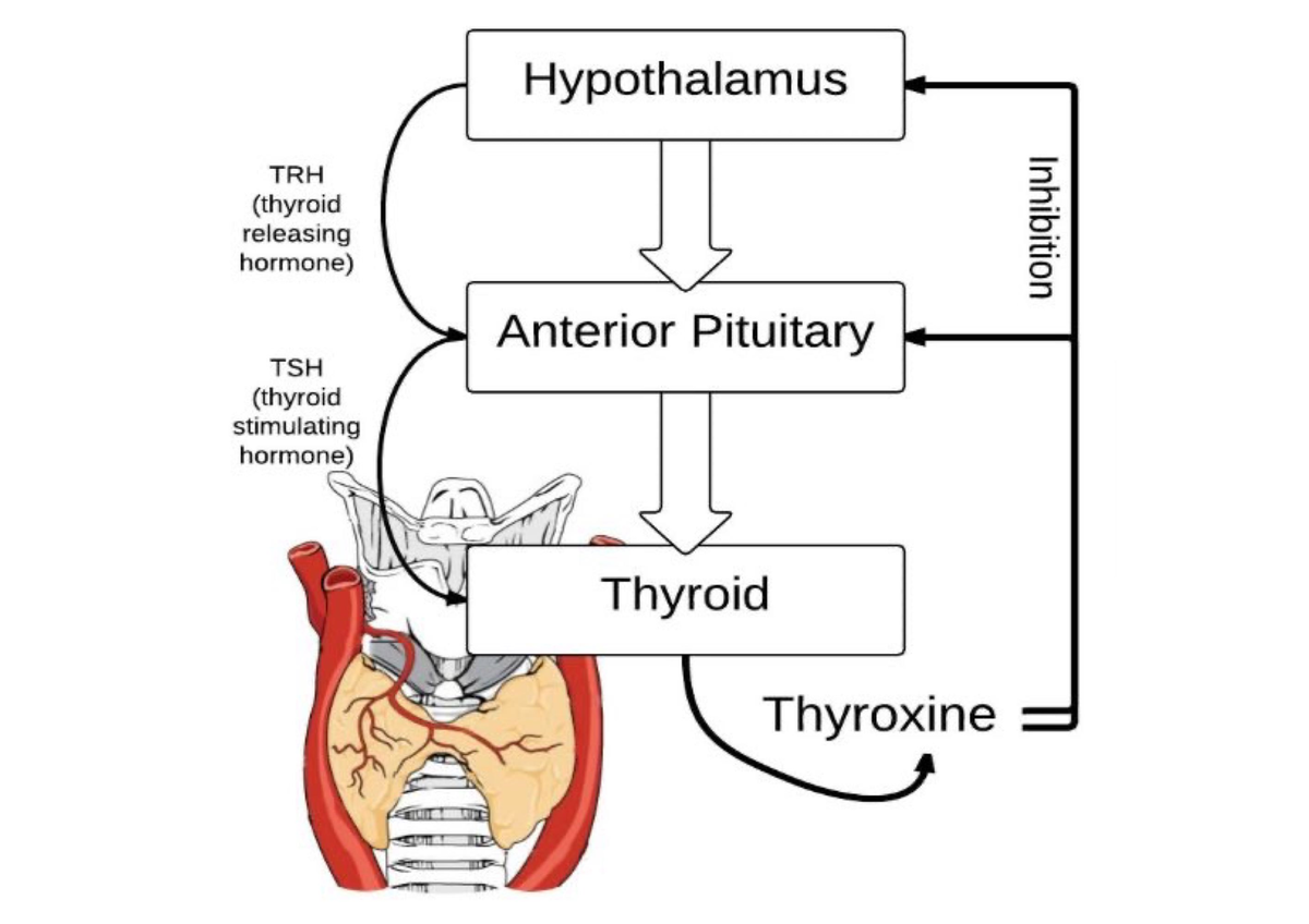 Learning with anatomy - BSC 216 - Studocu