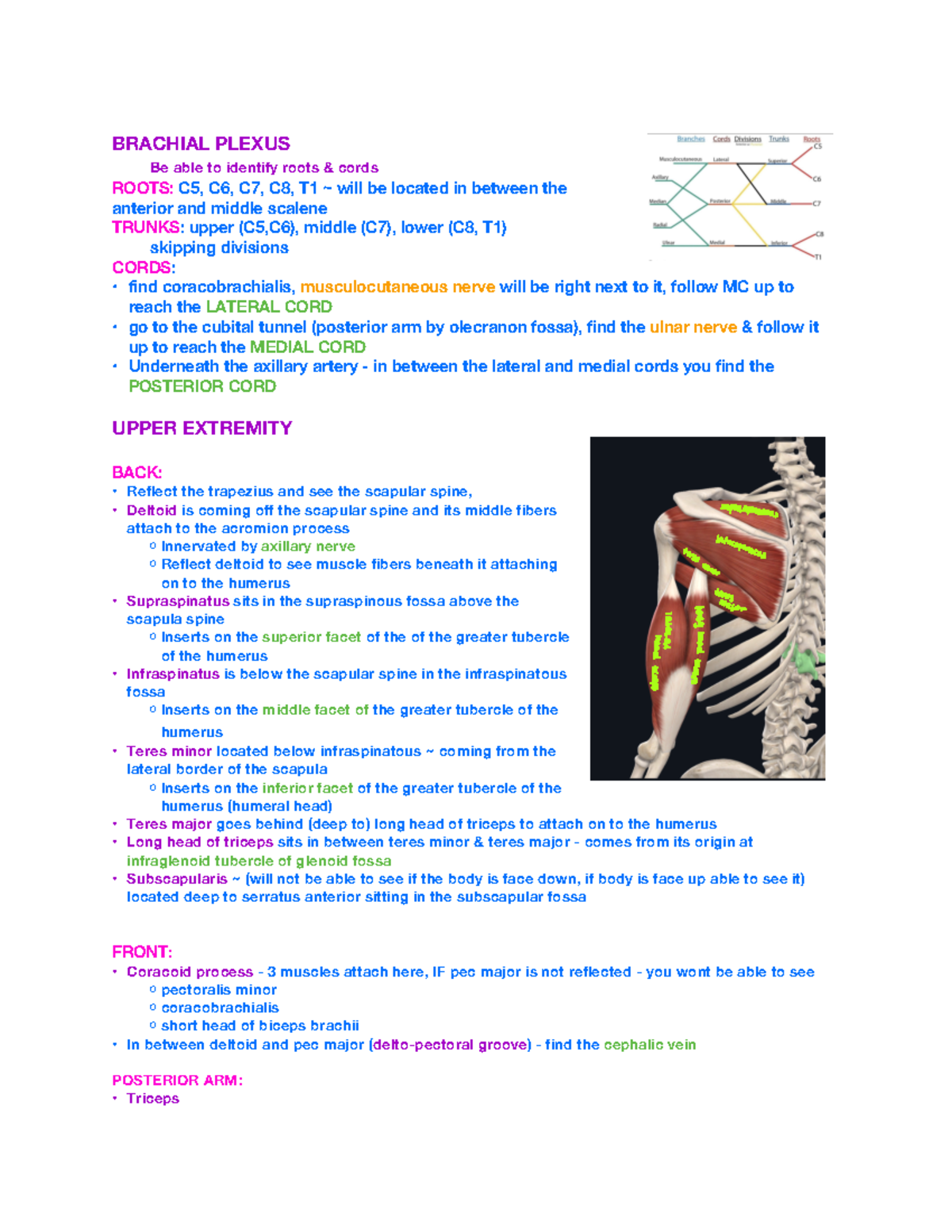 Anatomy Lab Final Study Guide - BRACHIAL PLEXUS Be able to identify ...