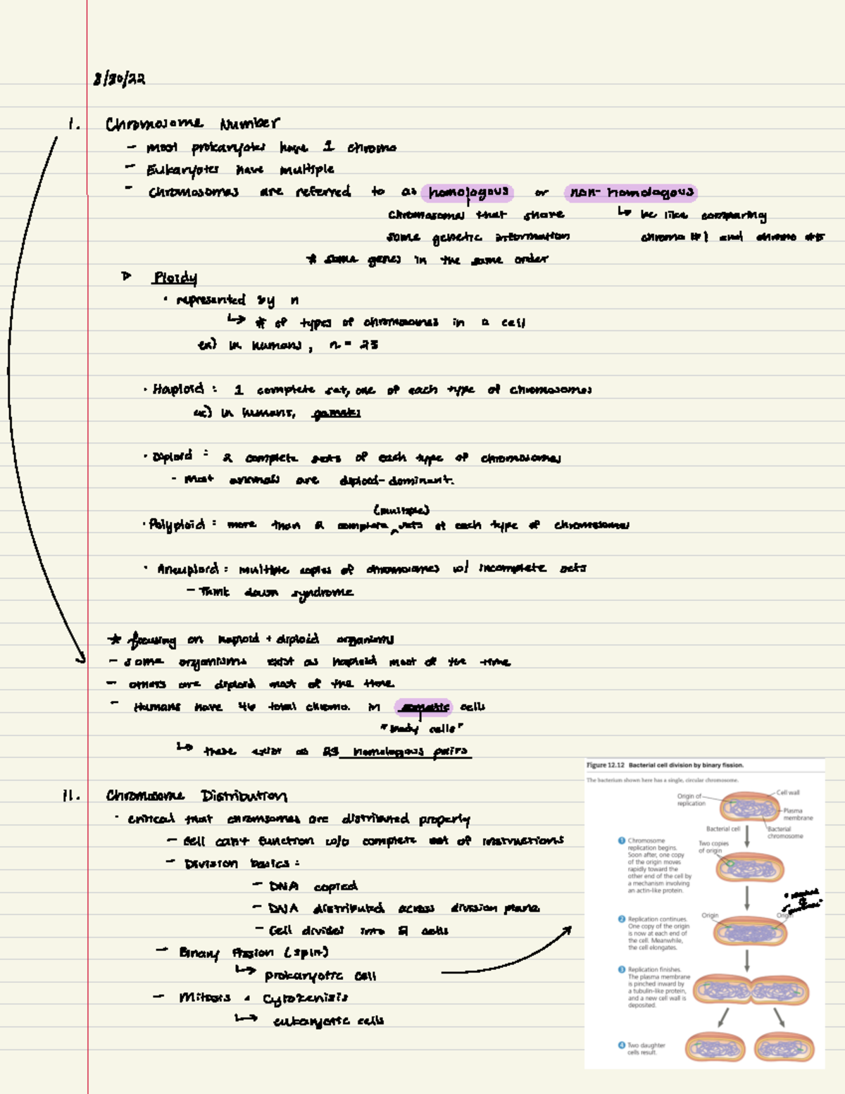 Aesexual and sexual life cyles pt. 2 - 8/30/ ####### 1. Chromosome ...