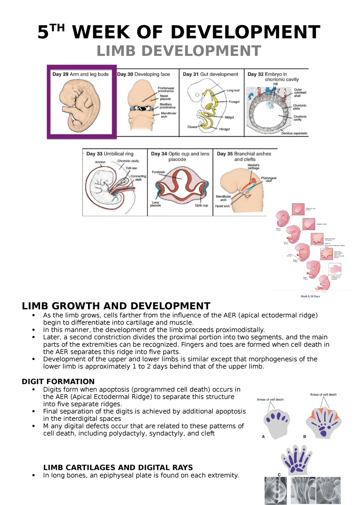 Lesson 8 - Apuntes 4 - 5 TH WEEK OF DEVELOPMENT LIMB DEVELOPMENT LIMB ...