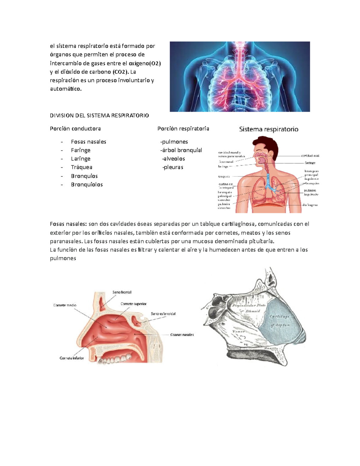 El Sistema Respiratorio Está Formado Por órganos Que Permiten El ...