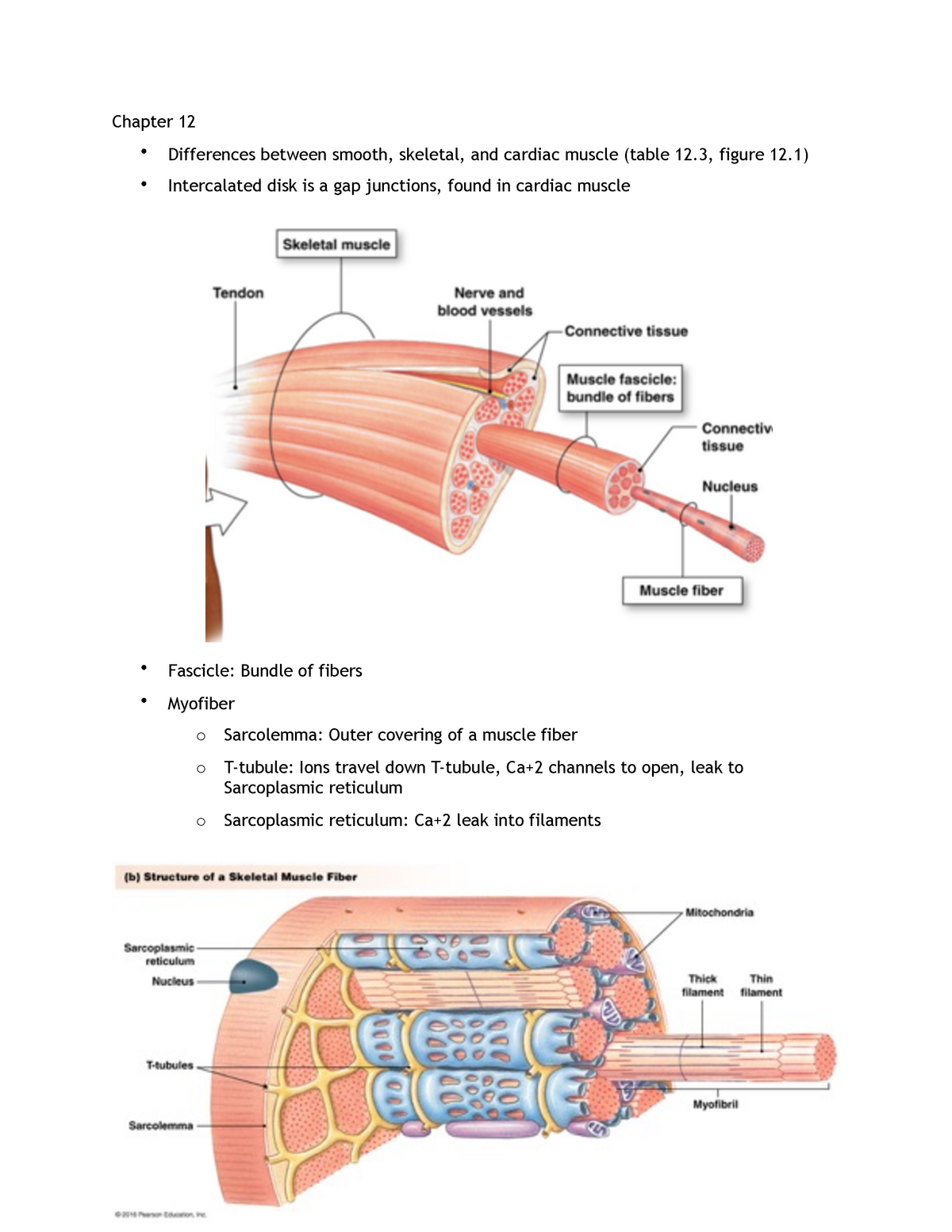 gap junction in cardiac muscle