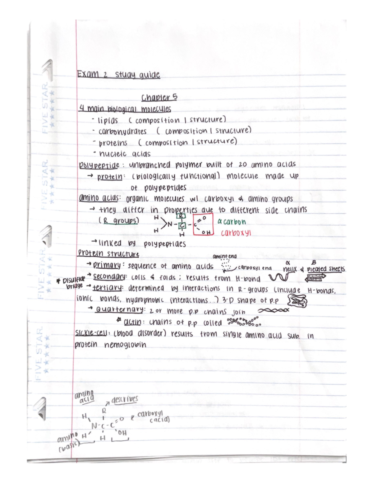 BSC2010 Exam 3 Study Guide- Marks (FSU) - Studocu