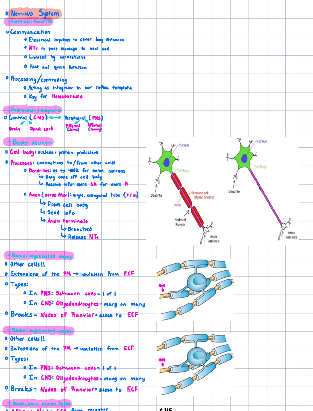 Exam 5 notes - Nervous System overviewfunctions communication ...