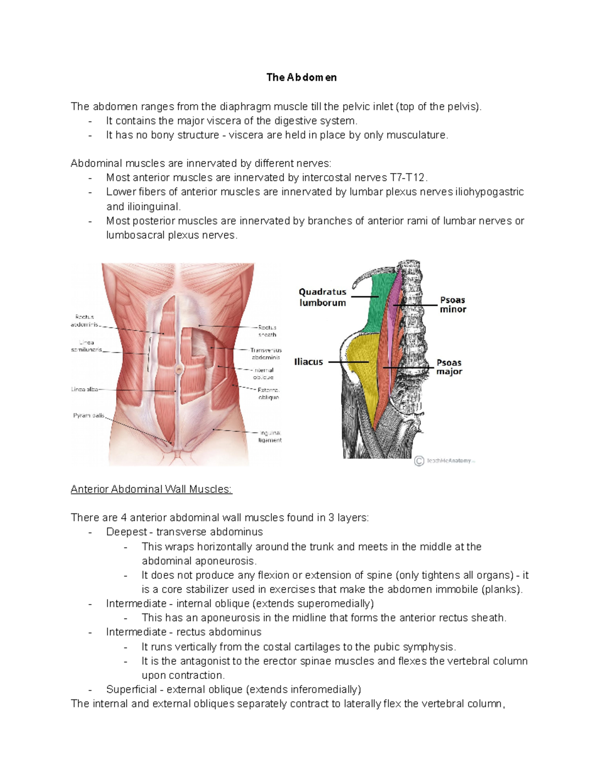 Gross Anatomy (HS369) Lecture 14 - The Abdomen The abdomen ranges from ...