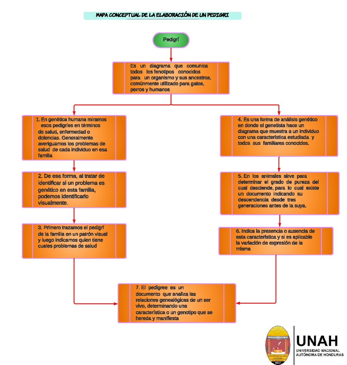 Diagrama De Genetica Humana