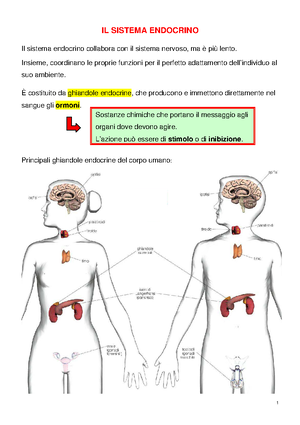 Sistema Endocrino Anotações De Aula 3 Uigi 8796 Studocu