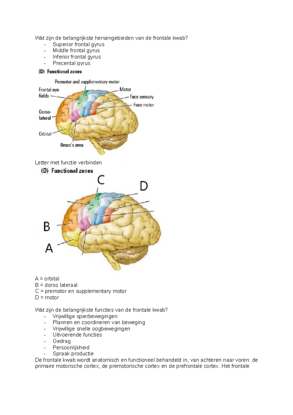 Neuro Voorbereiding Week 7 - Wat Zijn De Belangrijkste Hersengebieden ...