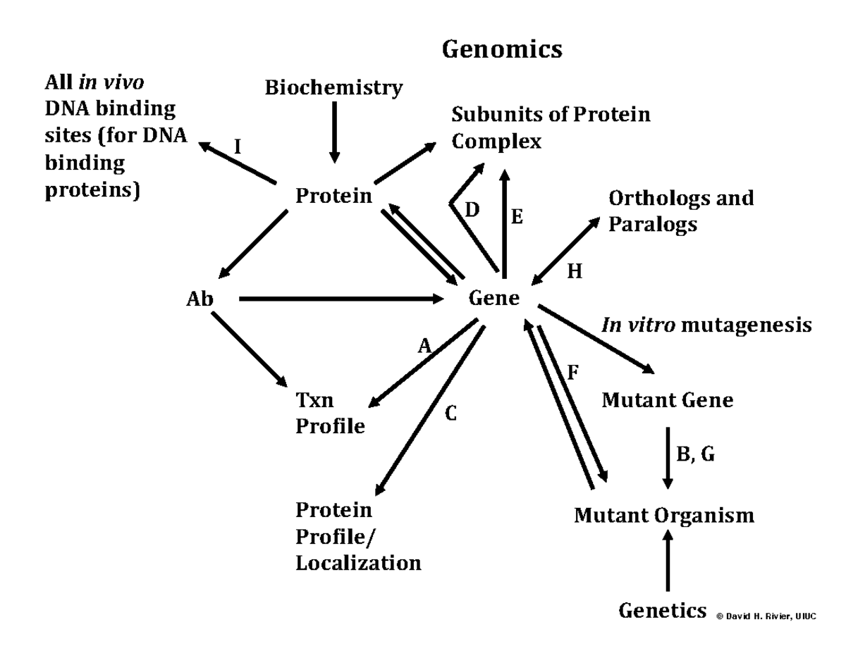 Roadmap final - © David H. Rivier, UIUC Ab Protein Txn Profile Gene ...