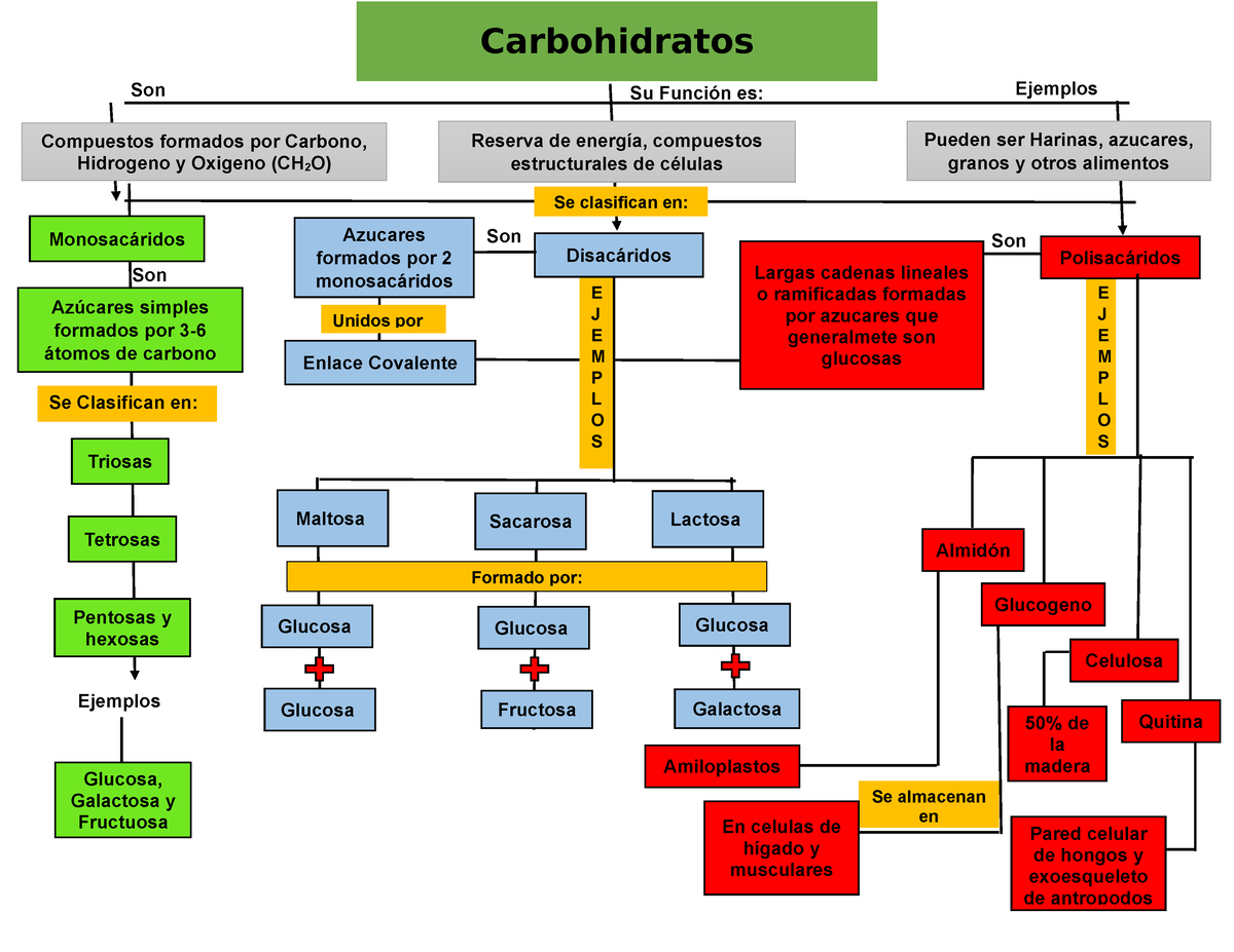 Mapa Conceptual Carbohidratos - Bioquímica Y Biología Molecular - UAG ...