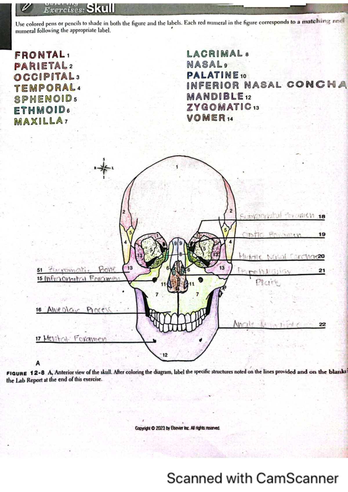 Exercise-12-color - human anatomy - Studocu