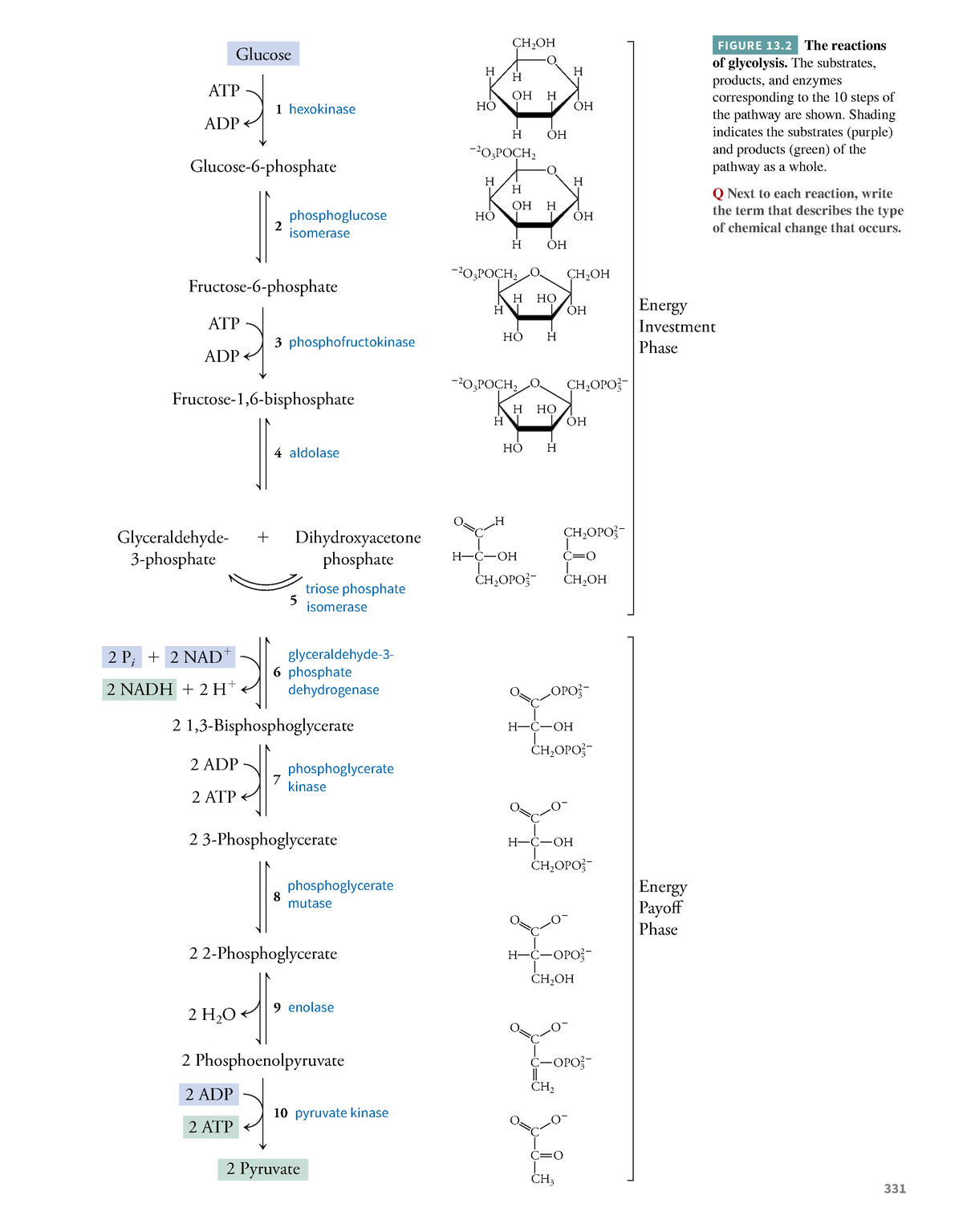 Essential-biochemistry-117 - Glucose ATP ADP 1 hexokinase Glucose-6 ...