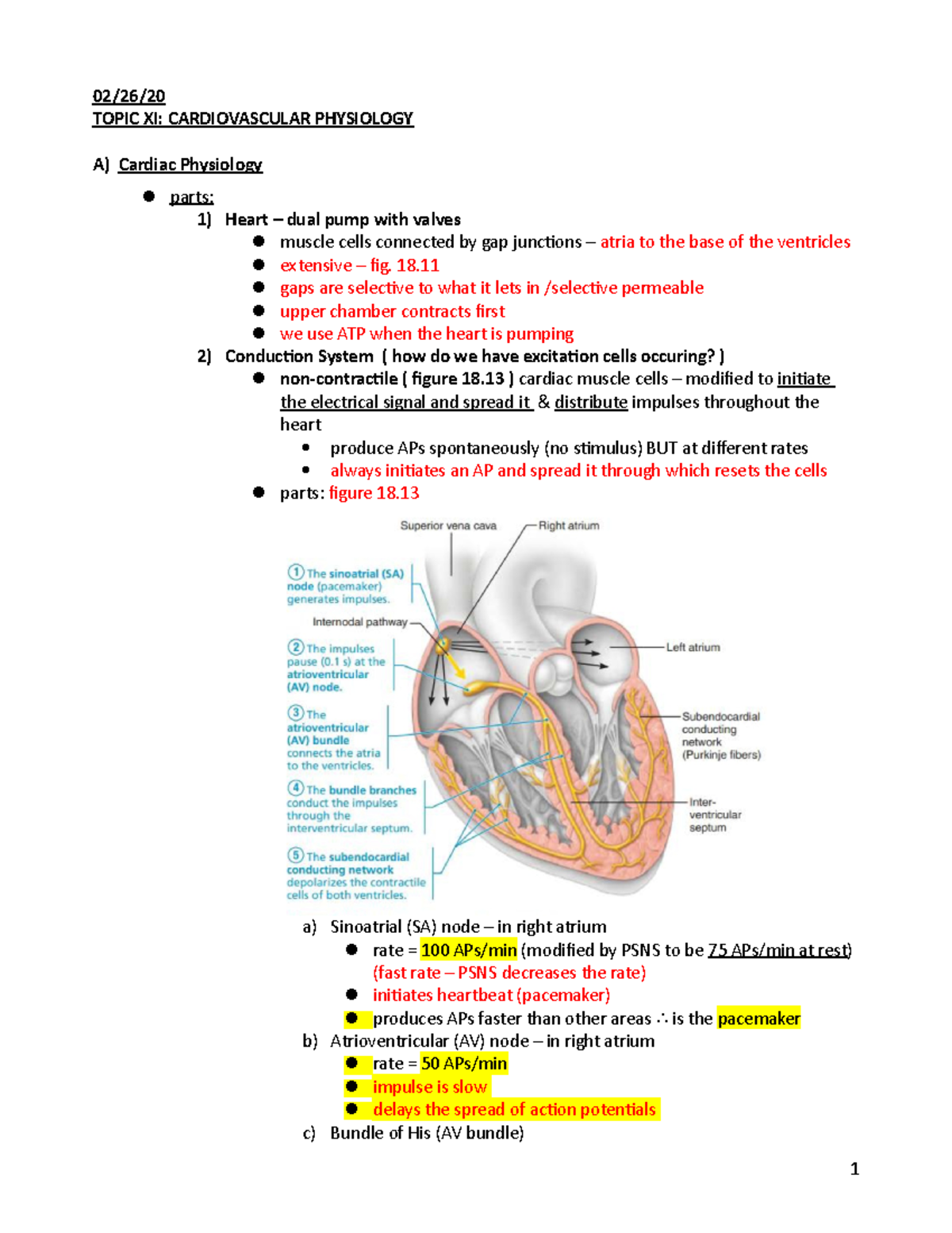 11 - Topic XI - Cardiovascular Physiology - 02/26/ TOPIC XI ...