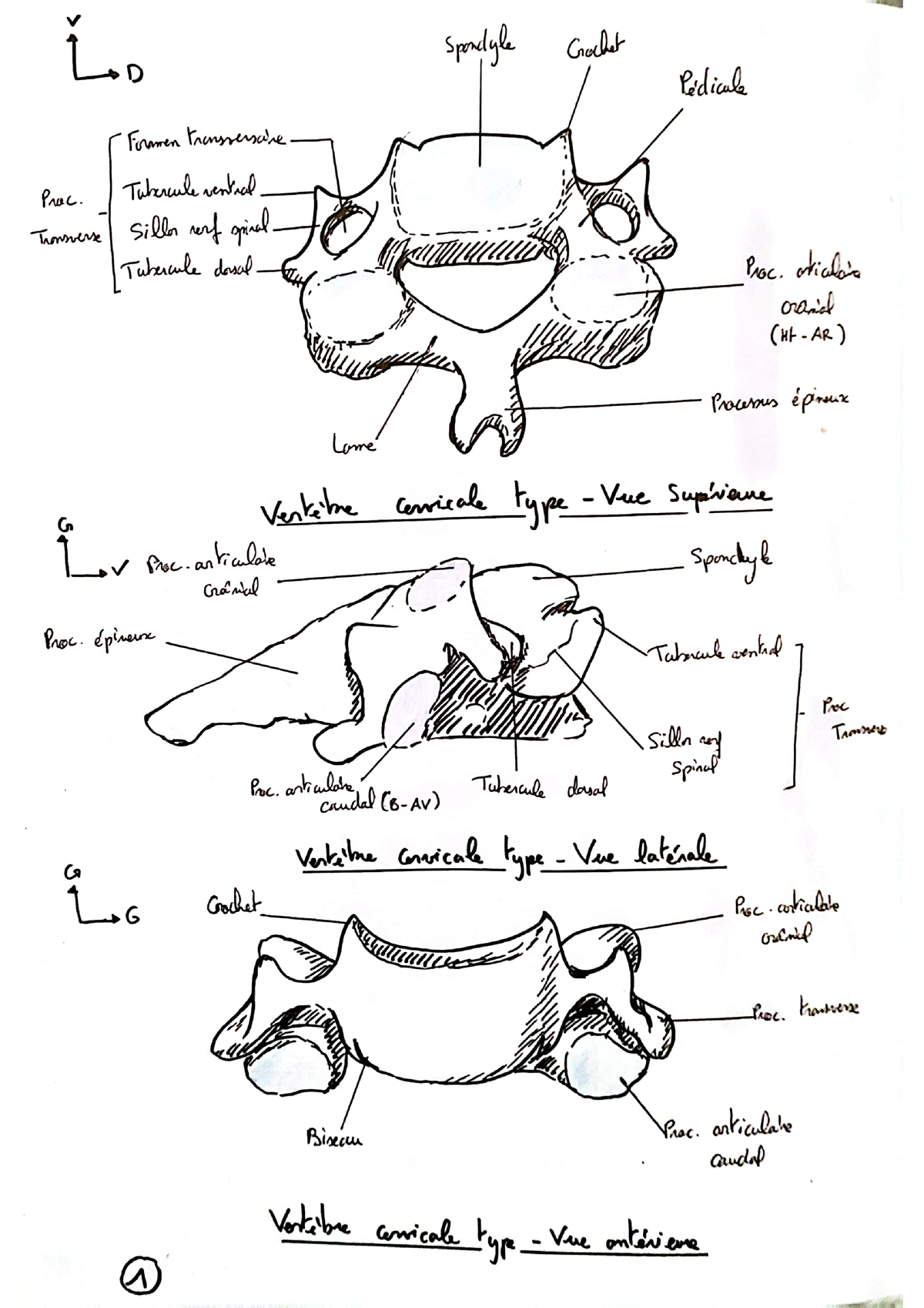 Colonne Vert Brale Ost Ologie Anatomie Studocu