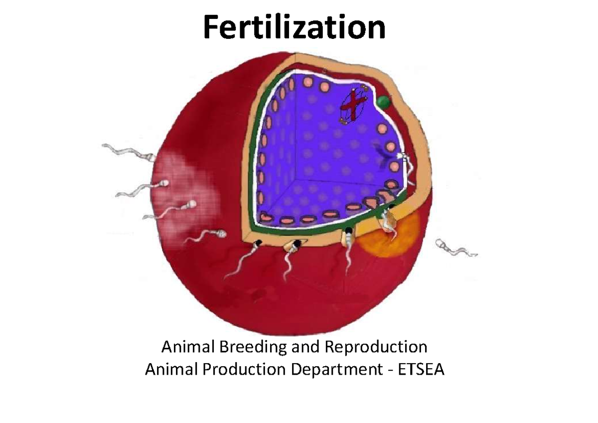 Fertilization - puntes del tema de fertilizacion - Fertilization Animal ...