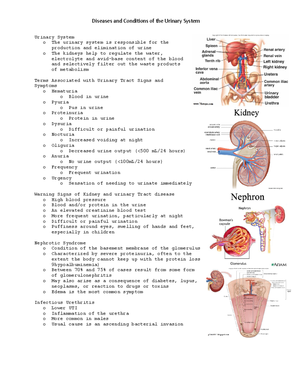 Pathology ch 11 - Urinary - Diseases and Conditions of the Urinary ...