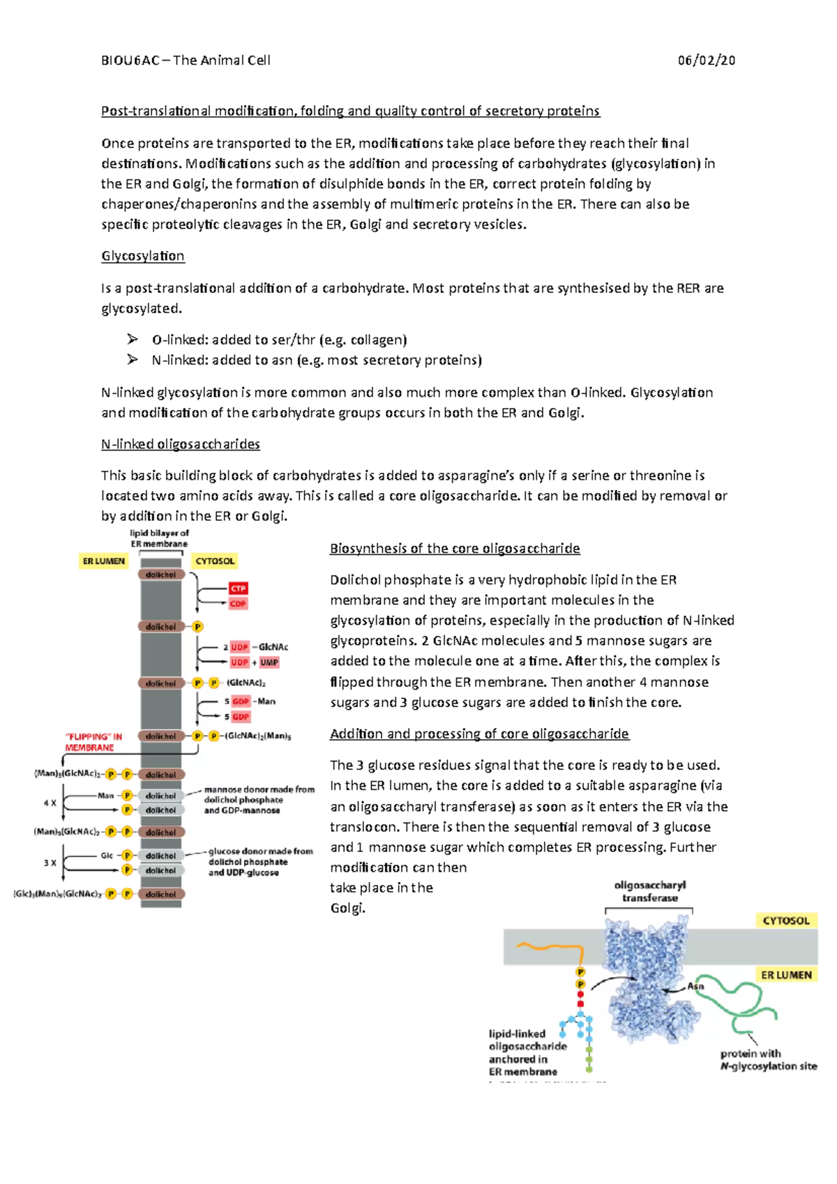 Animal Cell Protein Modifications and Quality Control - Studocu