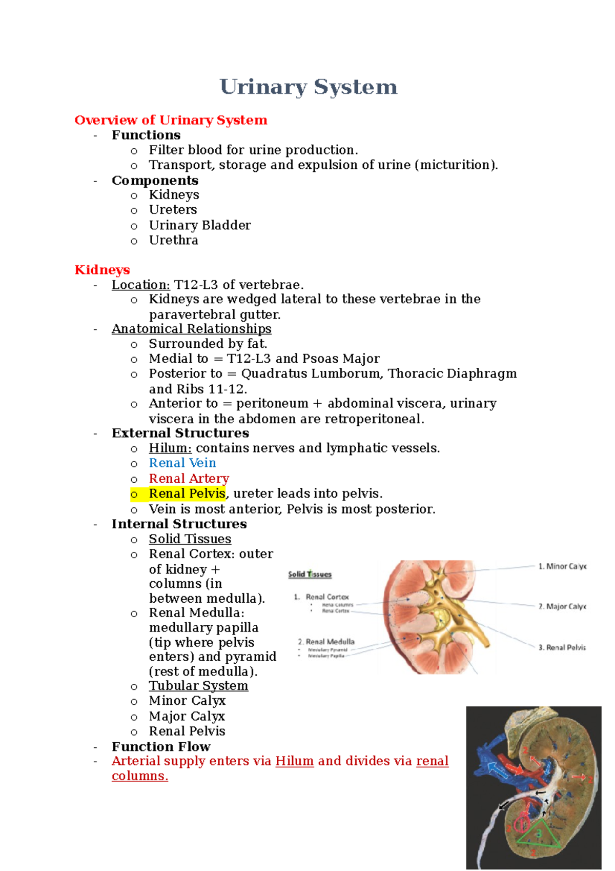 Urinary System - o Transport, storage and expulsion of urine ...