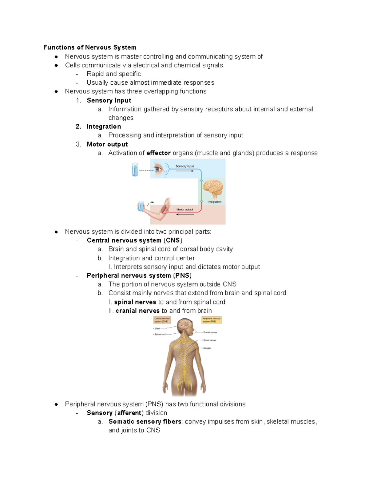 Human Anatomy & Physiology Chapter 11- Fundamentals Of The Nervous ...