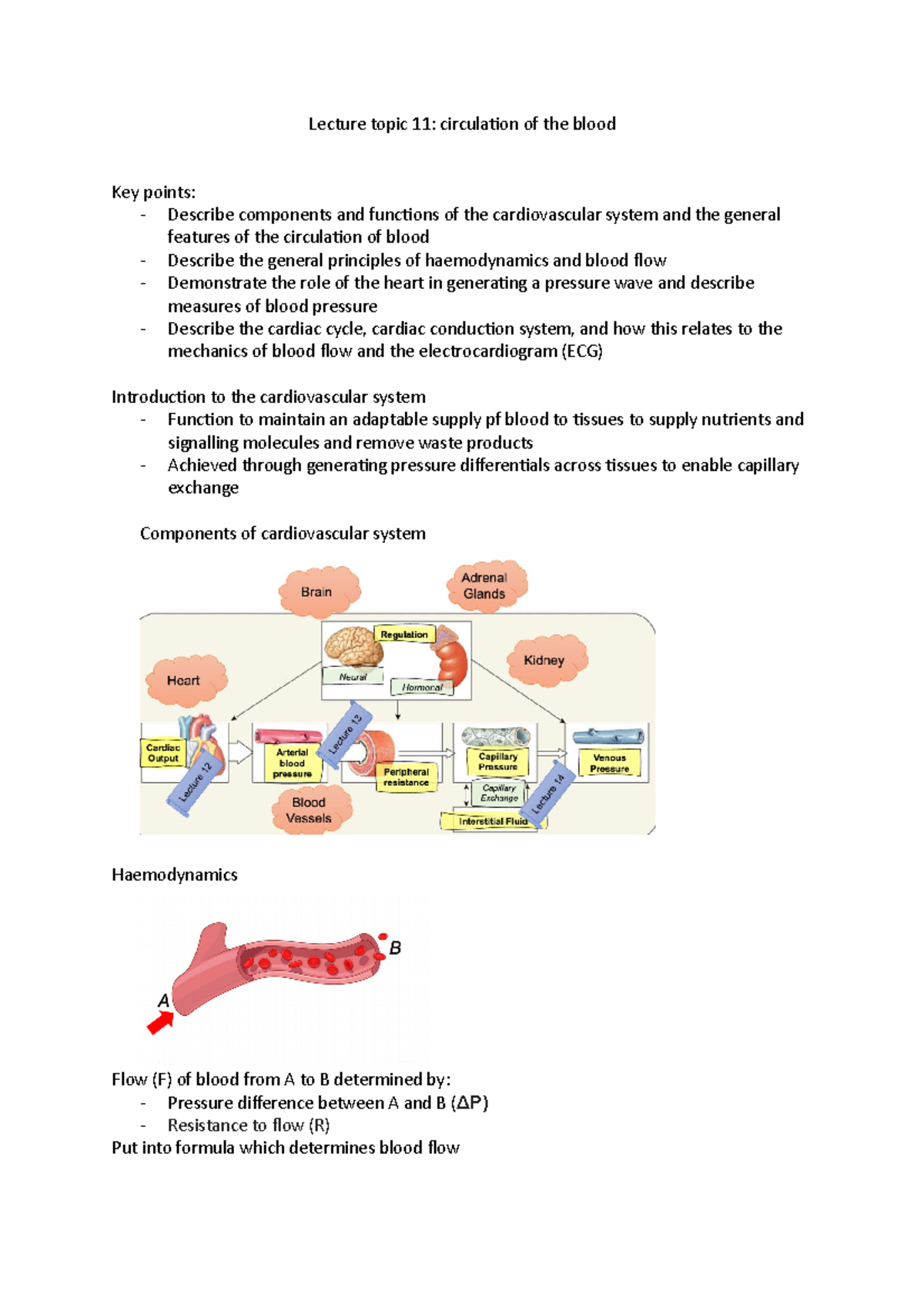 L11 - 2022/23 - Lecture topic 11: circulation of the blood Key points ...
