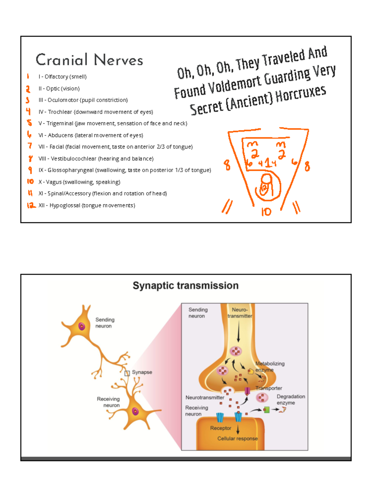 Cranial nerves - MED 2057 - Stanbridge - Studocu