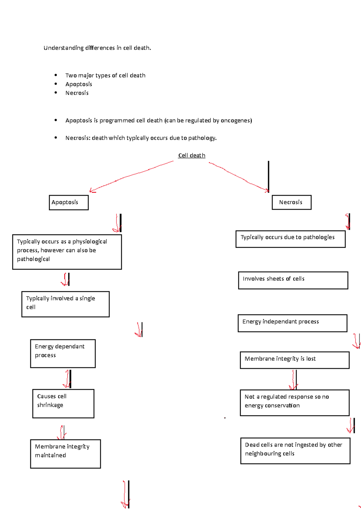 Cell death - summary of said topic - Understanding differences in cell ...