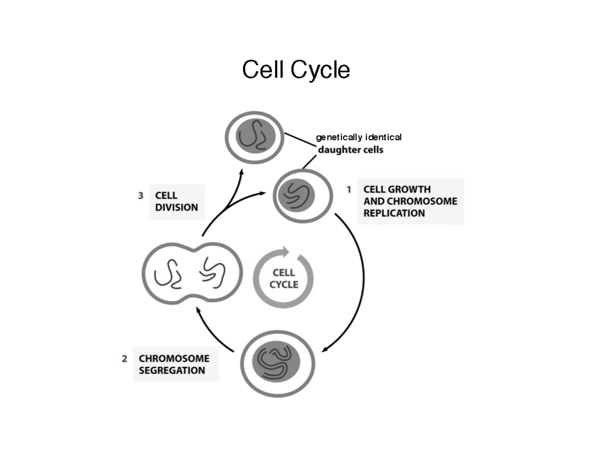 lecture-15-16-cell-cycle-cell-cycle-genetically-identical-major