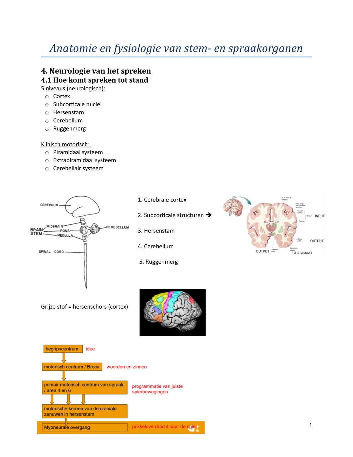 Anatomie En Fysiologie Stem En Spraakorganen Anatomie En Fysiologie