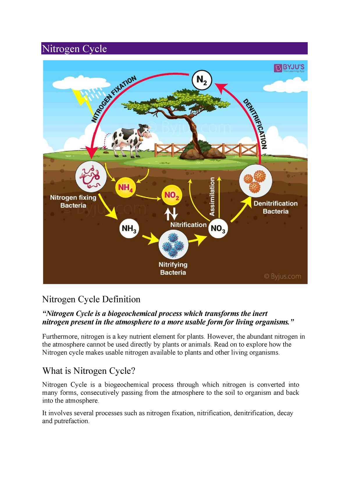 Nitrogen cycle-converted 14-4 1 - Nitrogen Cycle Nitrogen Cycle ...