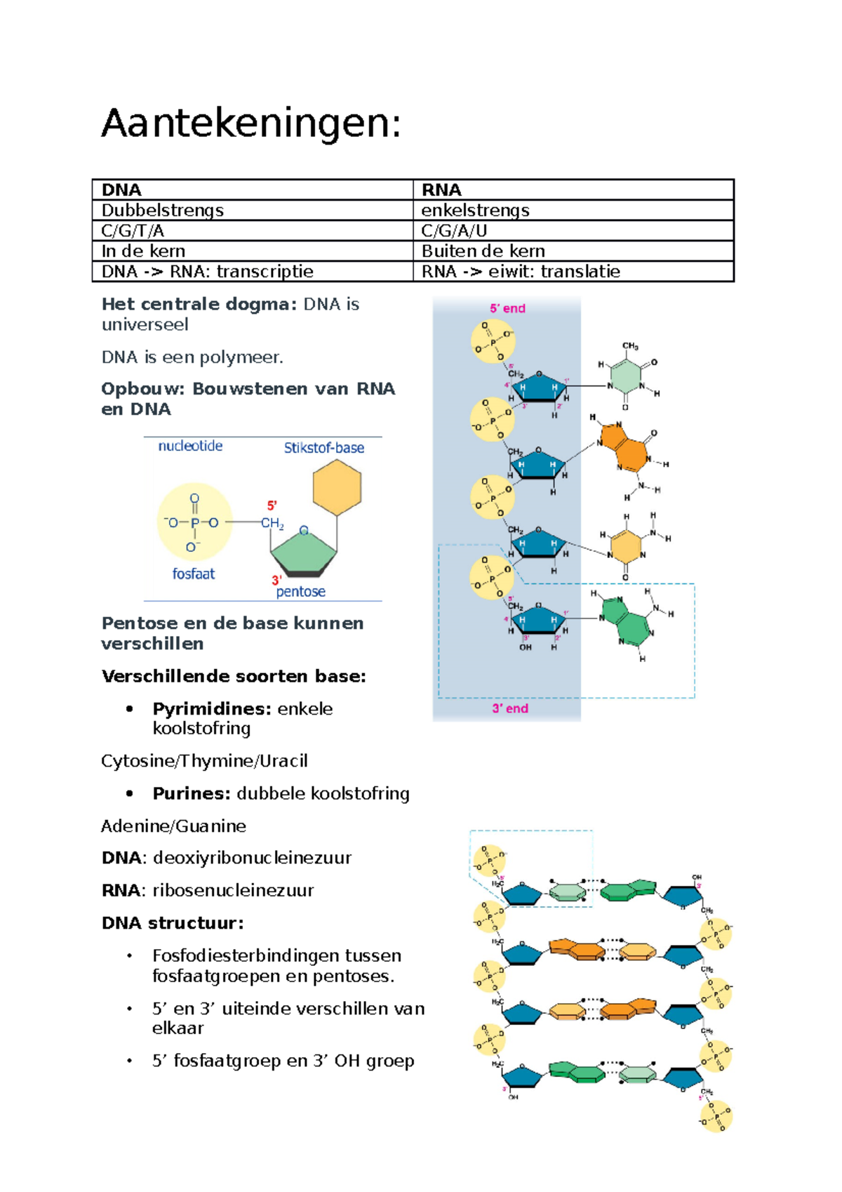 Les 4 over de opbouw en werking van DNA en RNA - Aantekeningen: DNA RNA ...