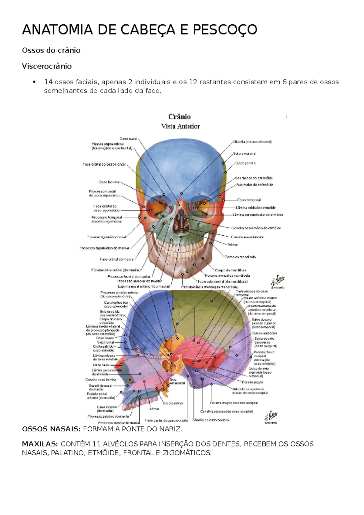 viscerocranio-zigomatico-maxila-mandibula-palatino-nasal-vômer