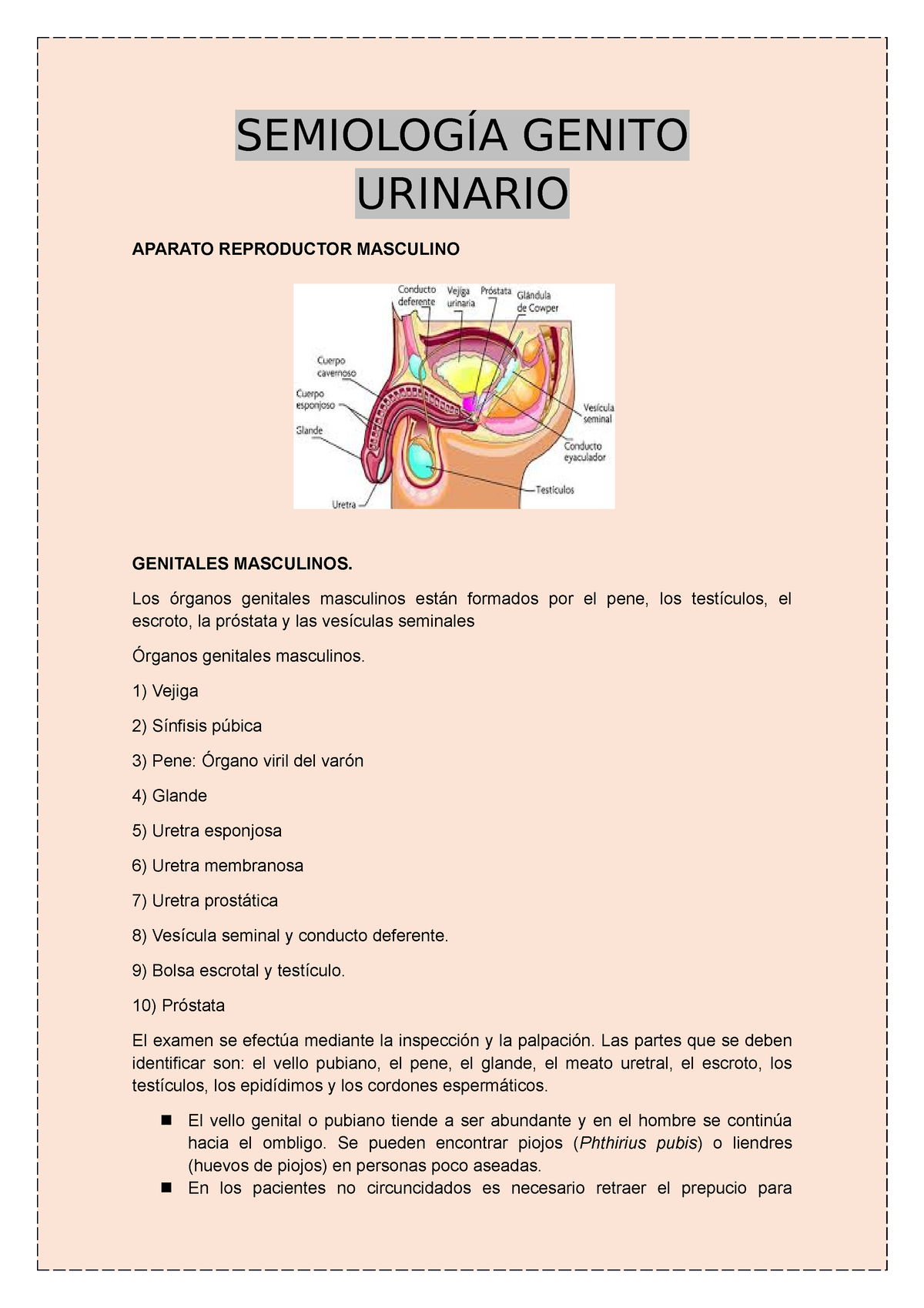 1 Apuntes Teoría Examen Fisico Genito Urinario SemiologÍa Genito Urinario Aparato Reproductor