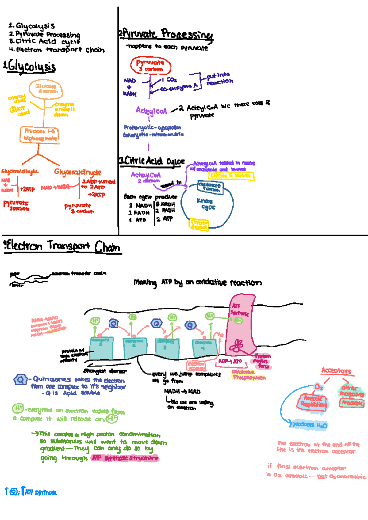 Exam 2 Micro - 1. Glycolysis 2. Pyruvate Processing 3. Citric Acid ...
