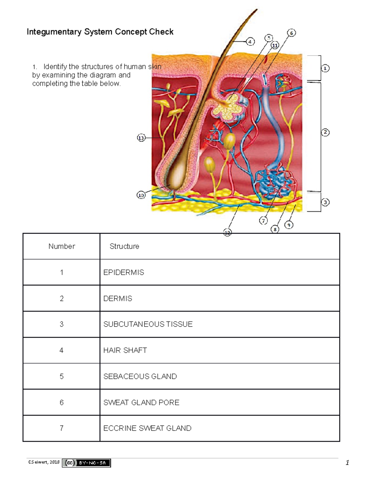 Week 11 Concept Check Integumentary and Immune - Integumentary System ...