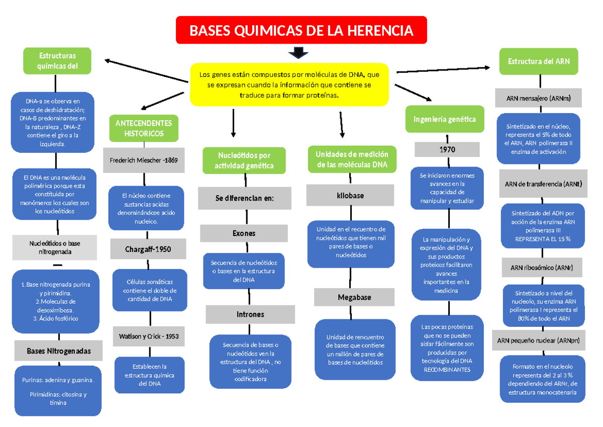 MAPA conceptual bases quimicas de la herencia - BASES QUIMICAS DE LA