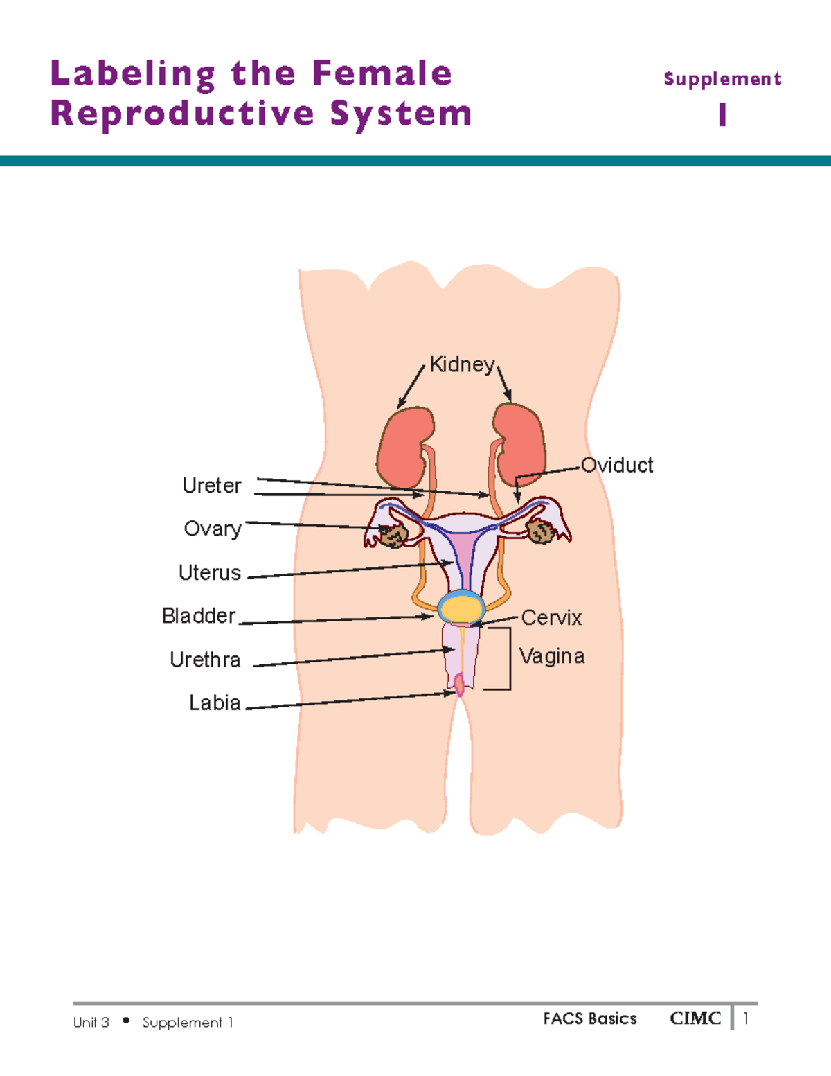 FACS Basics Supplements Unit 3 - Supplement 1 La beling the Female Re ...