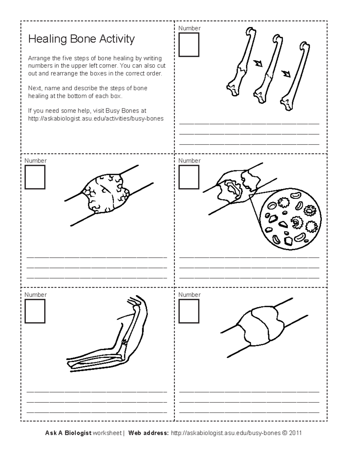 aab-healing-bone-worksheet-ask-a-biologist-worksheet-web-address