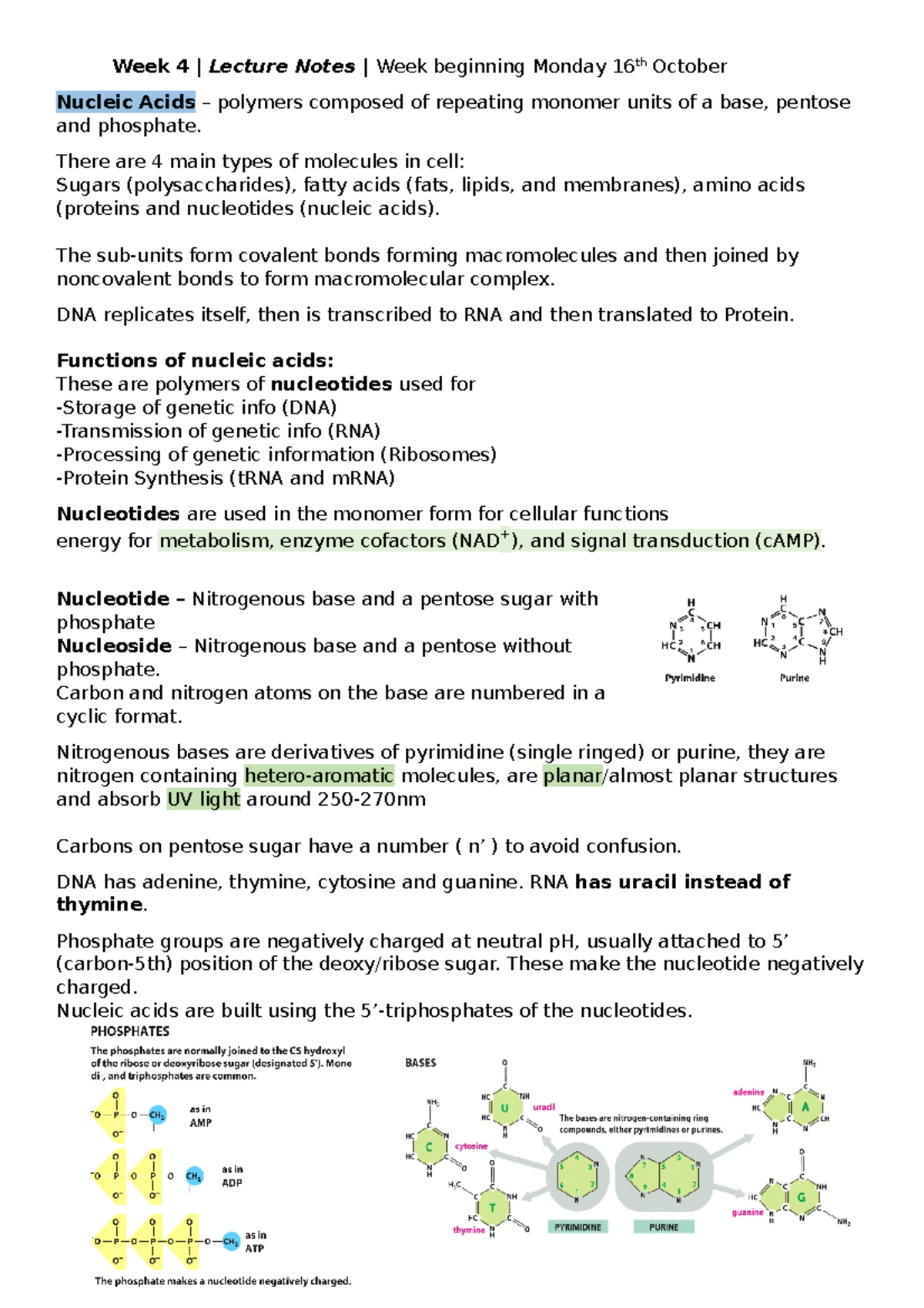 Nucleic Acids and Nucleotides - Week 4 | Lecture Notes | Week beginning ...