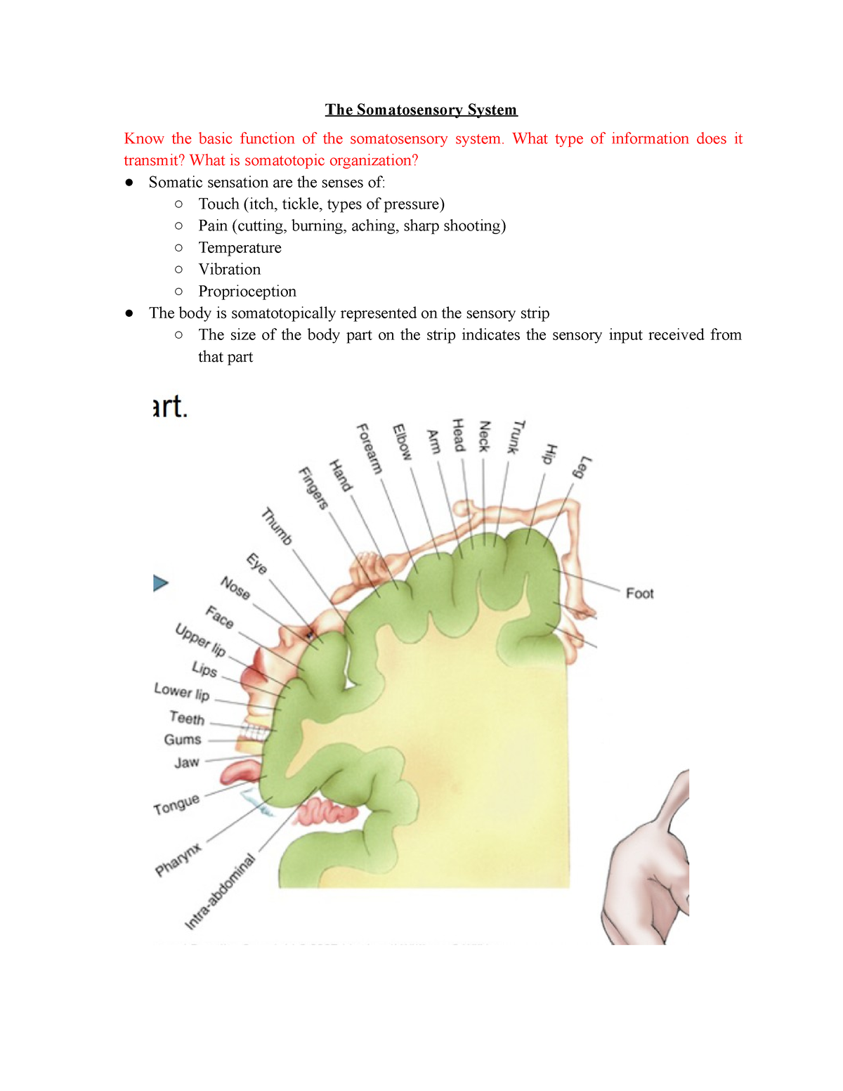 Neuroscience Review Sheet Exam The Somatosensory System Know The Basic Function Of The