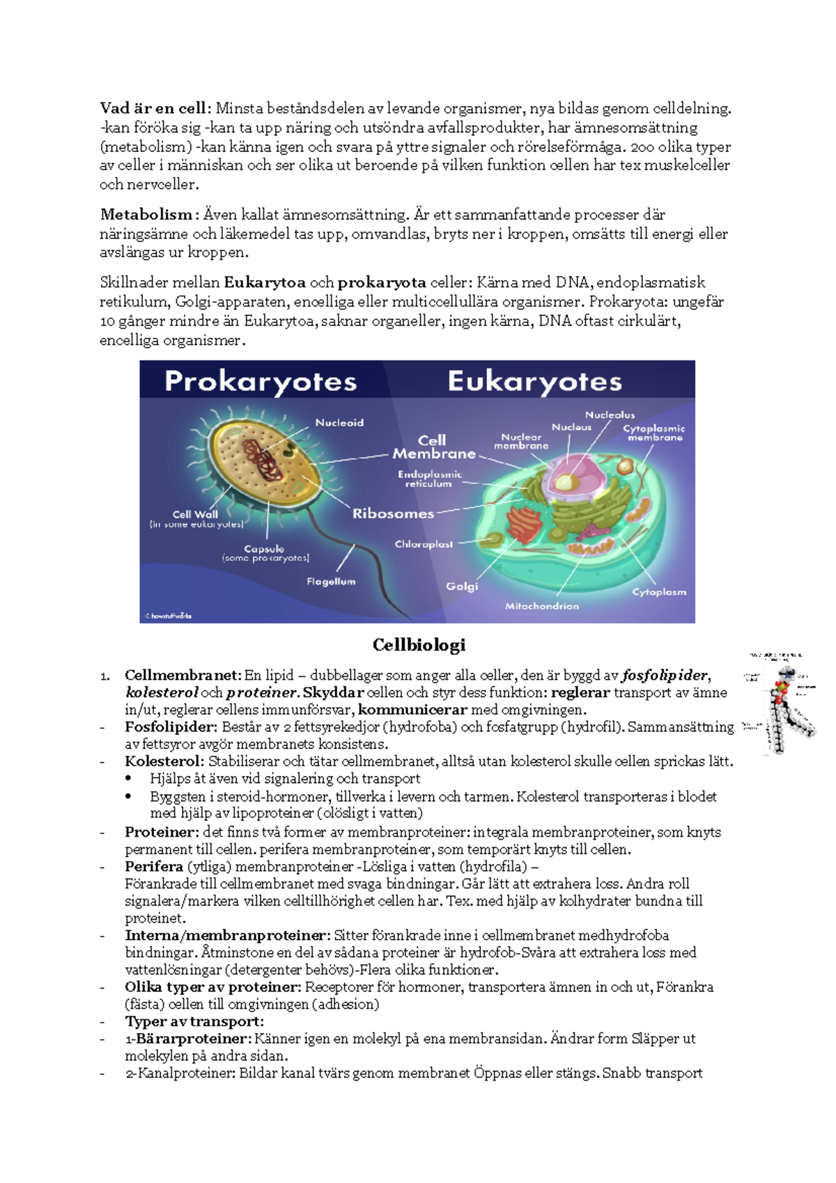 Inför Provet Cellbiologi - Vad är En Cell : Minsta Beståndsdelen Av ...