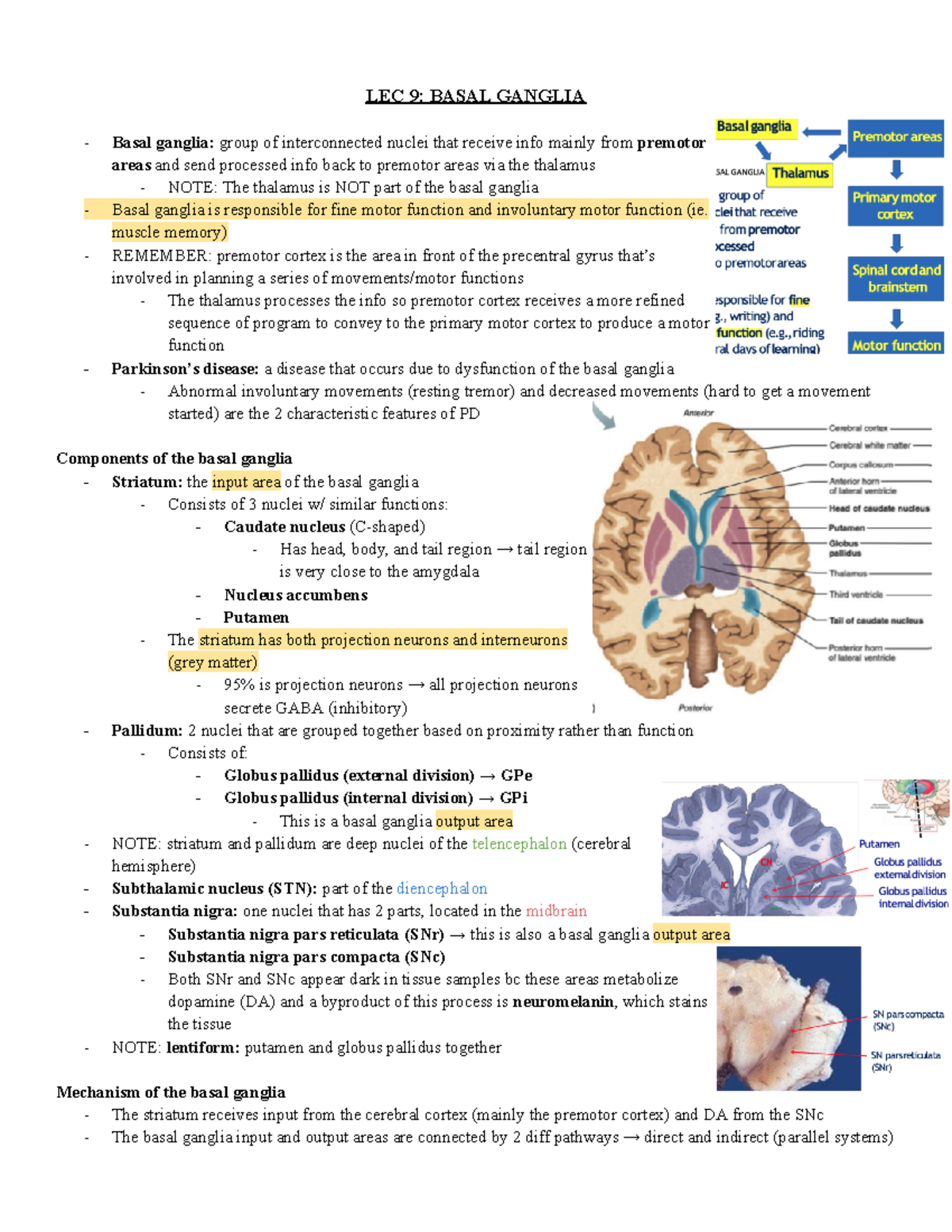 LEC 9 Basal Ganglia - lec 9 notes - LEC 9: BASAL GANGLIA Basal ganglia ...