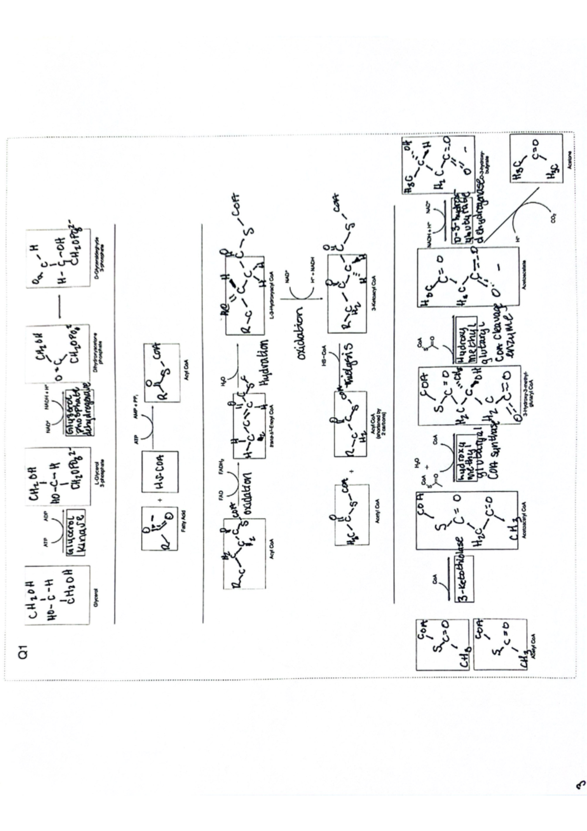 Module 6 Metabolism Poster - Q1 CH2OH CH2OH ATP ADP NAD CM20H Oach ...