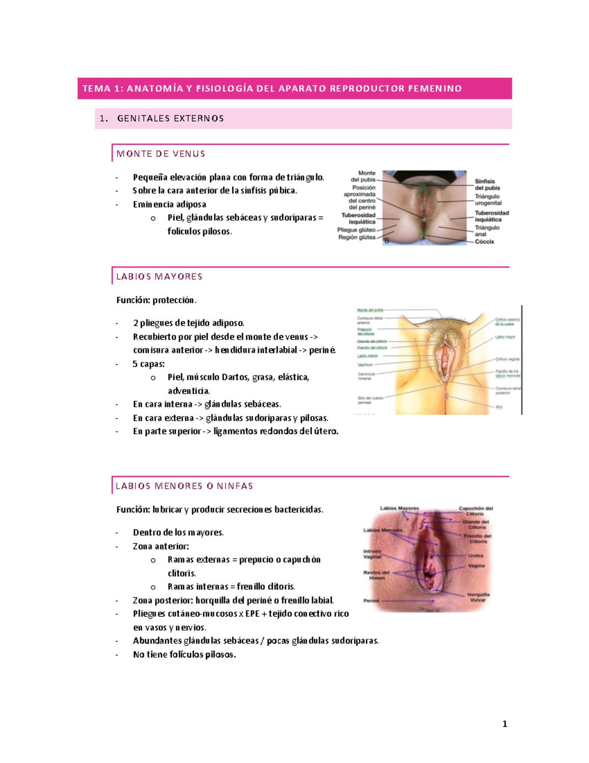 Materno infantil Tema 1 - TEMA 1: ANATOMÍA Y FISIOLOGÍA DEL APARATO  REPRODUCTOR FEMENINO 1. - Studocu