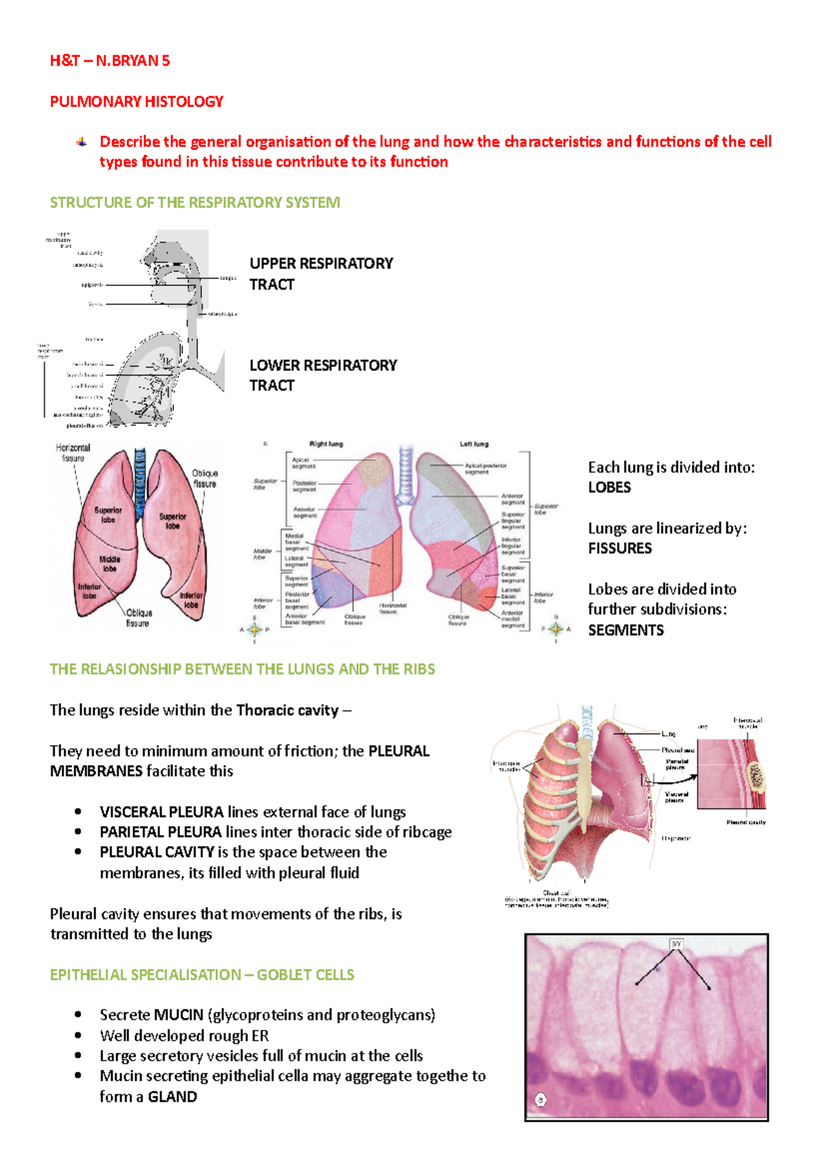 H&T - N.Bryan - Pulmonary histology - H&T – N 5 PULMONARY HISTOLOGY ...