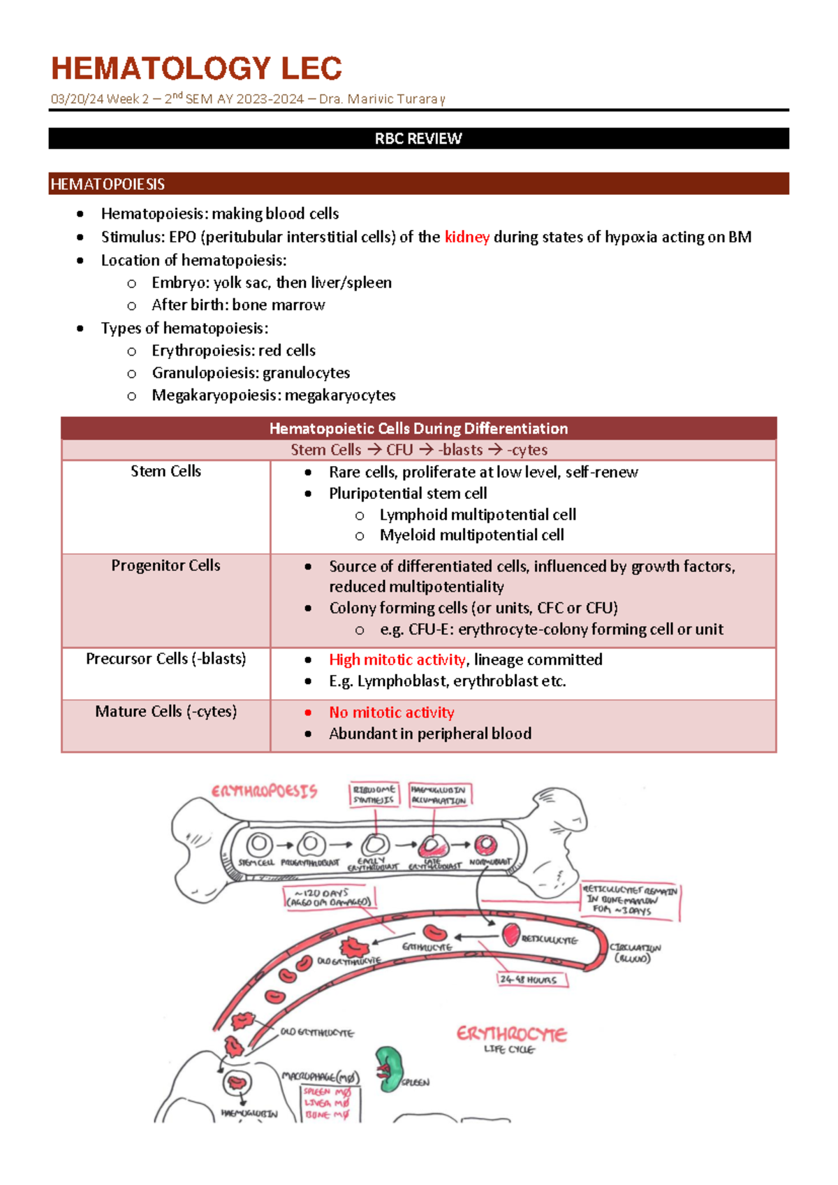 Hema 2 04a RBC Qualitative Evaluation - HEMATOLOGY LEC 03 / 20 /2 4 ...